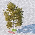 Lush Camphor Tree with Green Yellow Leaves on Paved Ground and People Walking Nearby