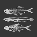 Medical Device 3D Fish Bone Skeletal Models for Anatomical Research and Study