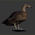 Duck Taxidermy Mounted on Patina Stone Base with Dark Background