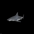3D Shark Model With Open Mouth Sharp Teeth And Fins On Gray Background 3d model