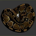 Beautiful Coiled Brown and Black Patterned Snake on Dark Background