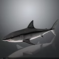 Realistic 3D Gray Shark Model With Dorsal Fin Tail Fin And Reflection On Dark Background