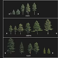 Various Arbor Growth Stages Showing 10 20 and 40 Year Old Tree Development