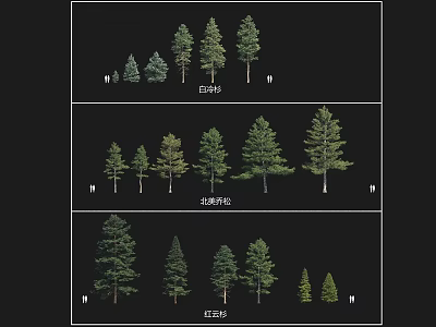 Various Arbor Growth Stages Showing 10 20 and 40 Year Old Tree Development 3d model
