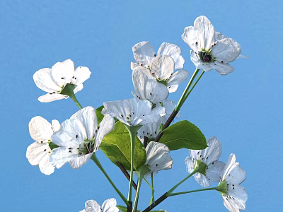 Blooming White Flowers With Green Leaves Against Clear Blue Sky 3d model