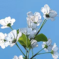 Blooming White Flowers With Green Leaves Against Clear Blue Sky