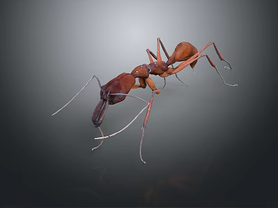 Detailed 3D Rendered Ant Close Up View Showing Body Antennae And Legs 3d model