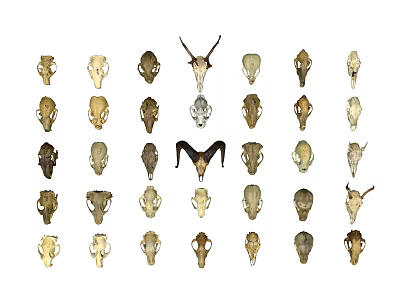 Modern Bone Animal Bone 3d model Modern Bone Animal Bone 3d model