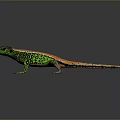 Vibrant Green Orange And Brown Reptile Lizard With Detailed Scales On Gray Background
