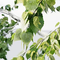 Birch Trees With Lush Green Leaves And White Bark In Natural Setting