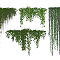 Different Types of Hanging Basket Plants With Lush Green Leaves and Trailing Vines