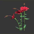 Pink Hibiscus Flowers With Green Stems And Leaves Against Dark Background With Reflections
