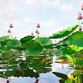 Aquatic Plants with Lush Green Leaves Floating Gracefully on Water Surface