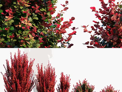 Vibrant Red And Green Shrubs With Lush Foliage For Garden Landscaping 3d model