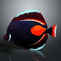 Vibrant Tropical Aquatic Fish with Dark Blue Body Orange Spot Blue Edges and Red Tail