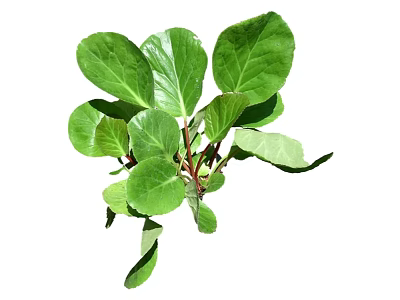 Modern Grass Shrub Grass 3d model Modern Grass Shrub Grass 3d model