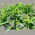 Arbor With Green And Yellow Slender Leaves In Dense Round Foliage