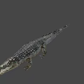 Detailed Crocodile 3D Model With Open Mouth And Scaly Skin