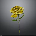 Beautiful Yellow Rose with Green Stem and Leaves on Gray Background