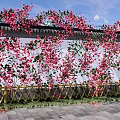 Vines With Red Flowers Covering White Wall And Golden Fence Under Blue Sky