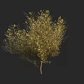 Golden Leaf Arbor With Dense Foliage And Slender Brown Trunk 3d model