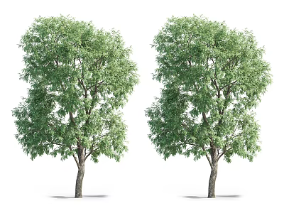 Two Tall Arbor Trees With Dense Green Leaves And Thick Trunks 3d model