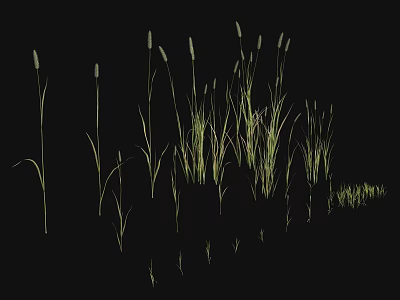 Natural Green Yellow Grass with Slender Stems Growing on Black Background 3d model