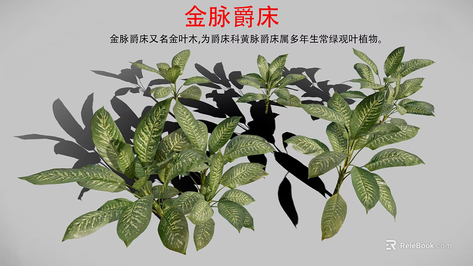 Gold Vein Justicia Perennial Evergreen Foliage Plant With Green Leaves And Gold Veins 3d model 