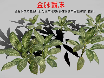 Gold Vein Justicia Perennial Evergreen Foliage Plant With Green Leaves And Gold Veins 3d model