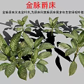Gold Vein Justicia Perennial Evergreen Foliage Plant With Green Leaves And Gold Veins
