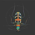 Close up view of colorful metallic beetle with iridescent exoskeleton on dark background
