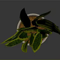 Green and Yellow Striped Leaves Plant in Beige Ceramic Pot on Dark Background