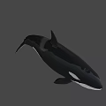 Black And White Orca Swimming With Sleek Body Against Dark Background