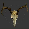 Detailed Deer Skull With Antlers Showcasing Natural Bone Texture And Structure Details