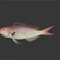 Vibrant Pink Fish with Yellow Stripes and Colorful Fins Displaying Reflection on Gray Background