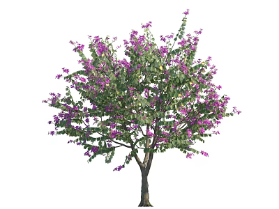 Ornamental Flowering Arbor With Lush Green Foliage And Purple Blossoms On Brown Trunk 3d model