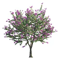Ornamental Flowering Arbor With Lush Green Foliage And Purple Blossoms On Brown Trunk