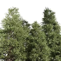 Evergreen Trees In Different Sizes With Lush Green Foliage And Natural Look
