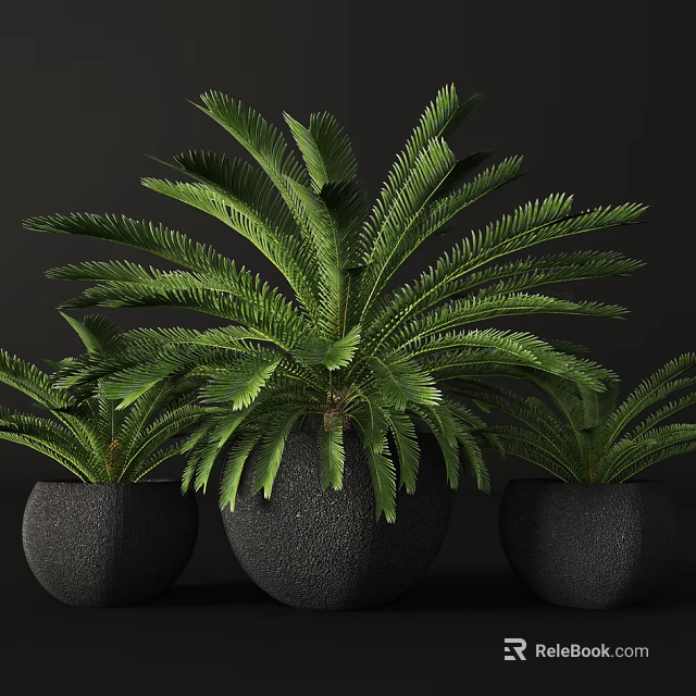 Three Potted Bonsai Plants With Green Leafy Fronds In Black Textured Pots 3d model 