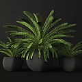Three Potted Bonsai Plants With Green Leafy Fronds In Black Textured Pots