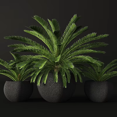 potted plant 3d model potted plant 3d model