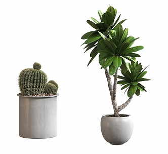 Plant Potted Plant Ornaments Plant Decoration Ornaments Branches Potted Cactus Bonsai Flower Pot Floriculture Flowers 3d model