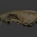 Detailed Animal Skull Skeleton Showing Biological Organ Structure And Features