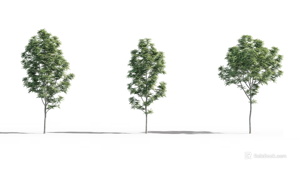 Three Green Arbor Trees With Lush Foliage And Straight Trunks In Row 3d model