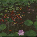 Pond with Pink Lotus Flowers Green Leaves and Swimming Koi Fish 3d model