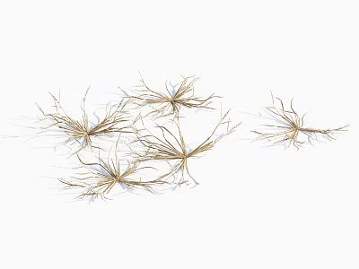 Dried Grass with Brownish Yellow Color and Slender Stems on White Background 3d model