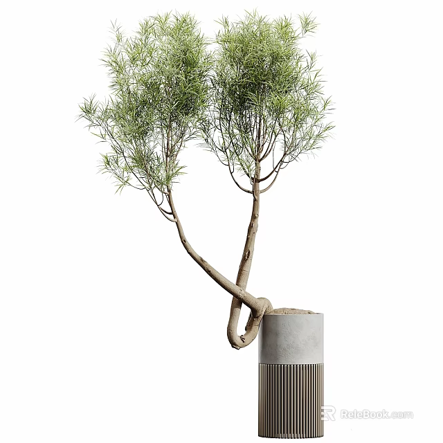 Elegant Modern Decorative Ornament Set with Green Plant Twisted Trunk and Gray Pot 3d model 