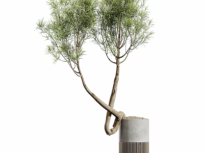 Elegant Modern Decorative Ornament Set with Green Plant Twisted Trunk and Gray Pot 3d model