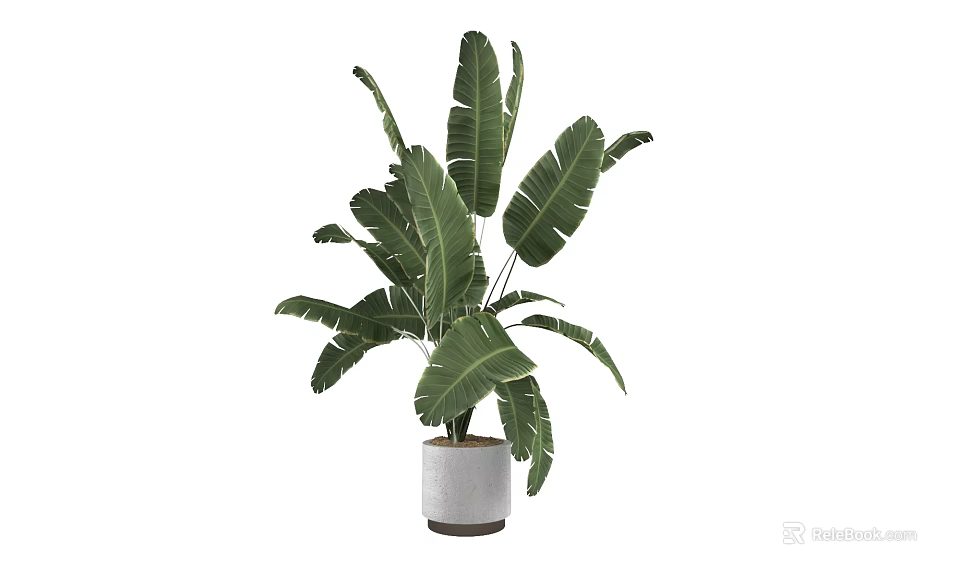 Potted Plant With Large Green Tropical Leaves In White Ceramic Pot 3d model 