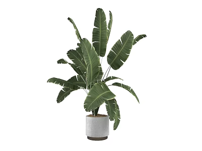 Potted Plant With Large Green Tropical Leaves In White Ceramic Pot 3d model